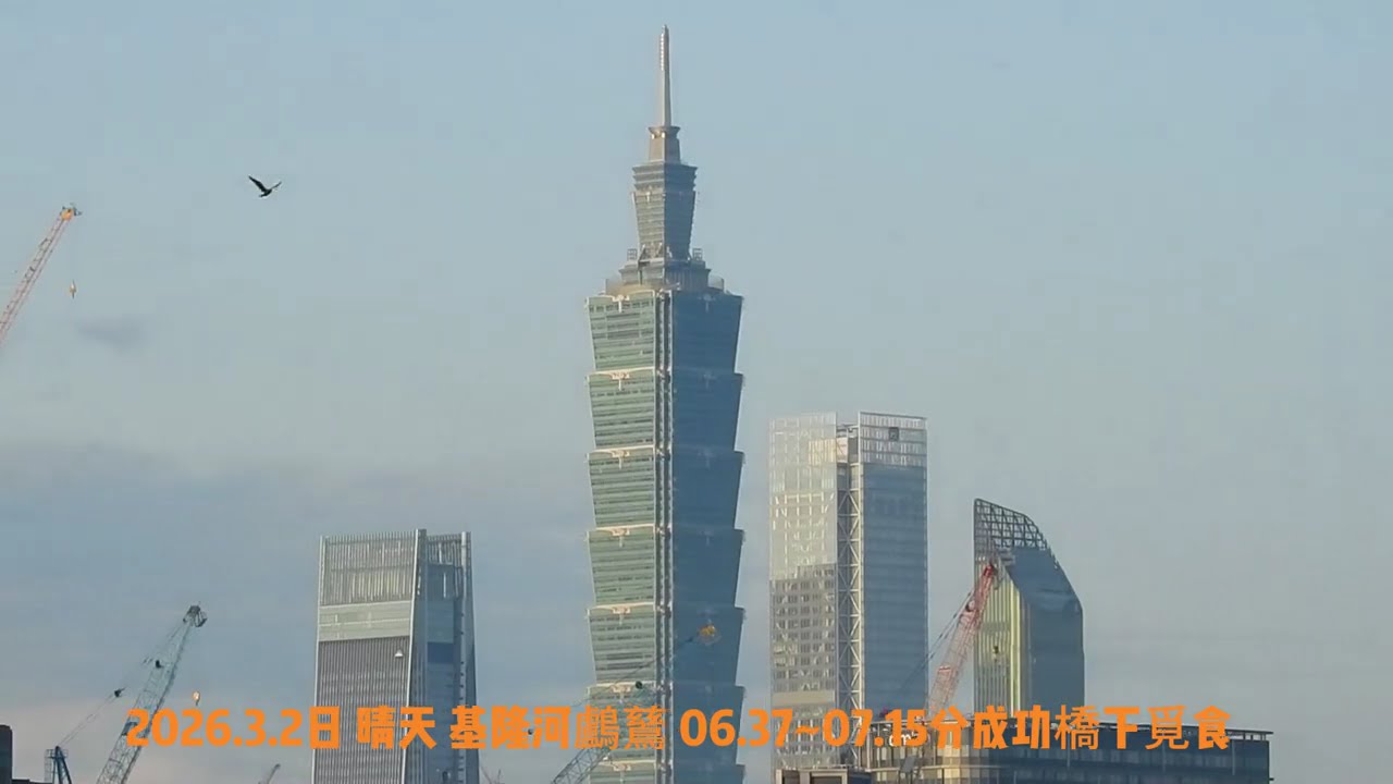 2026.3月2日 1晴天  基隆河鸕鶿