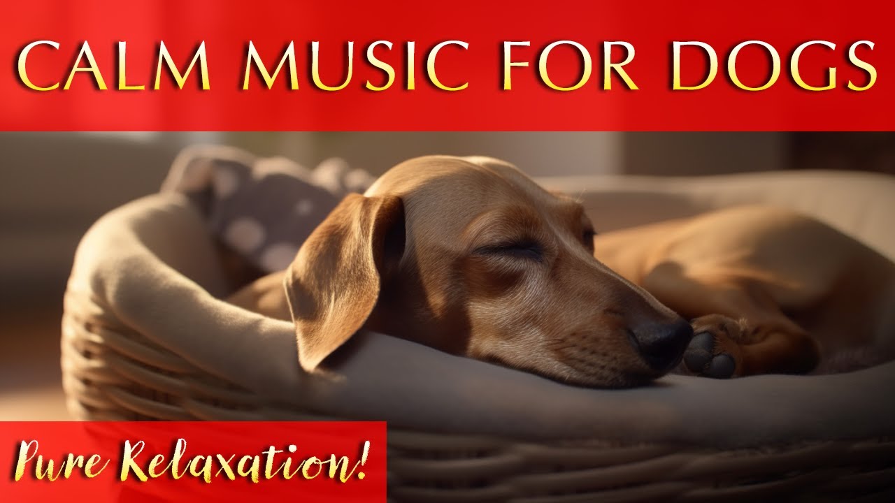 Soothing Music To Keep Dogs Calm Relaxing 963Hz YouTube soothing-music-to-keep-dogs-calm-relaxing-963hz-youtube