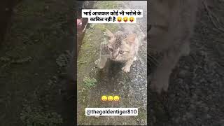 Billa badmash😂 #shortsfeed #shorts #viral #cat #catvideos #cute #cuteanimals #funny #comedy #pets