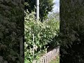 旅するチョウ「アサギマダラ」が飛来