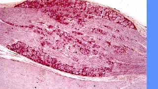 Histological preparations for the intermidiate Exam - 2  (34)