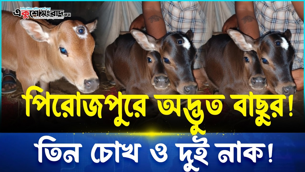পিরোজপুরে বিরল ঘটনা! তিন চোখ ও দুই নাকবিশিষ্ট বাছুরের জন্ম । Ekushey Sangbad