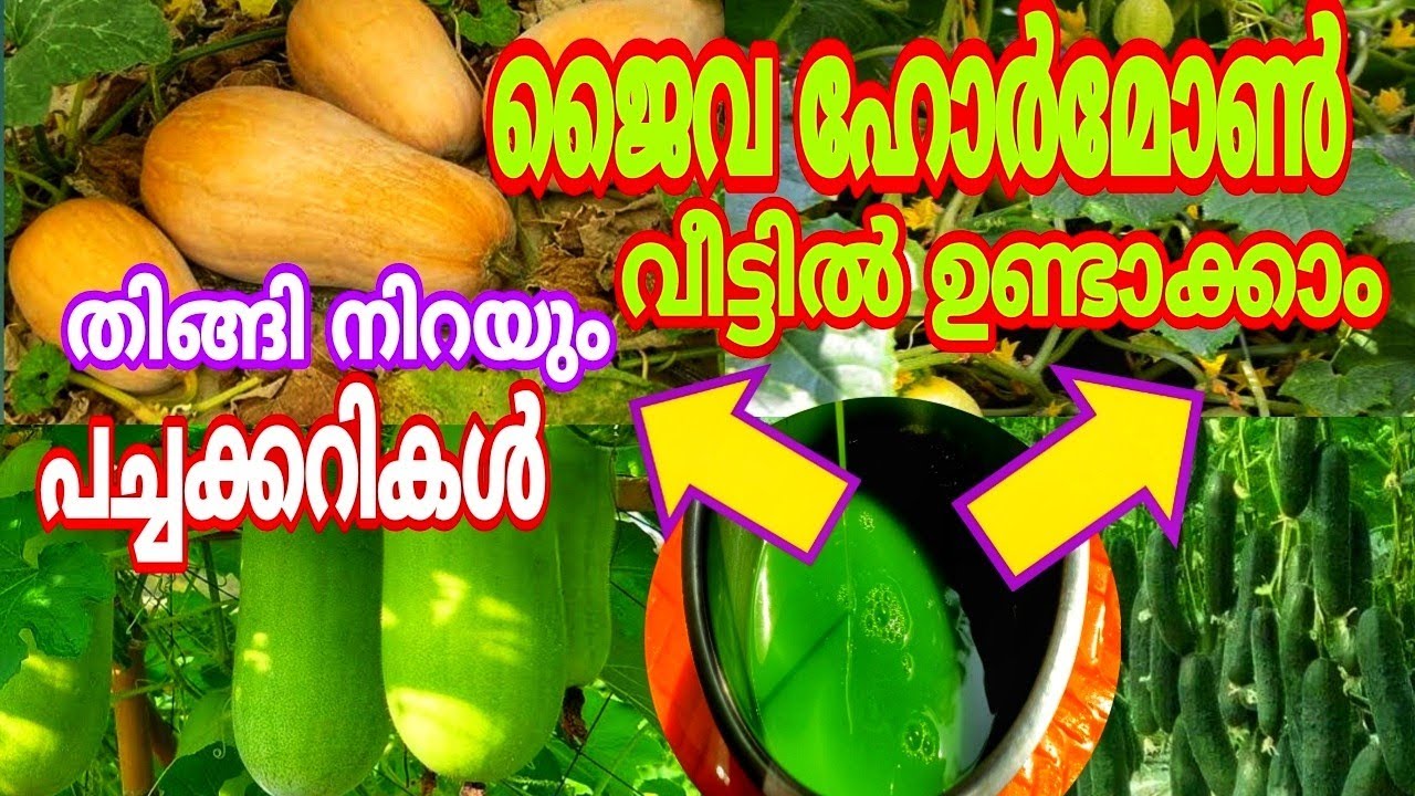 പച്ചക്കറി ചെടികൾ പെട്ടെന്ന് വളരാനും കായ്കൾ കൊണ്ട് പറയാനും Vellari | Cucumber