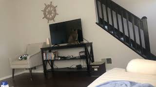 Cat bathes herself on T.V. table, yawns afterwards by SelenaTheTabby 79 views 3 months ago 43 seconds