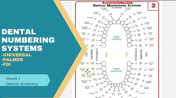 Dental Numbering Systems: Universal, Palmer, FDI