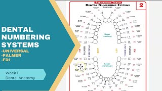 Dental Numbering Systems: Universal, Palmer, FDI