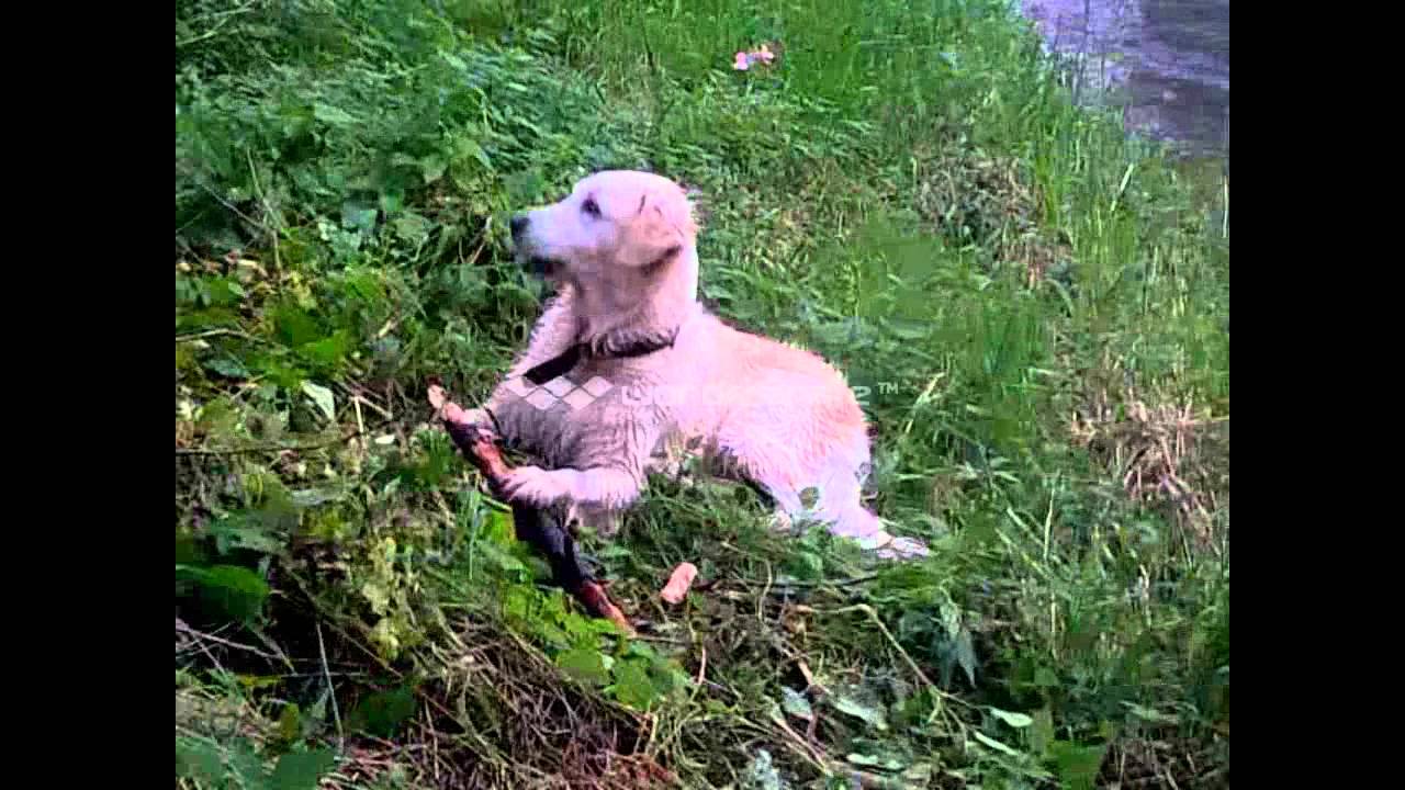 Prechádzka so psami