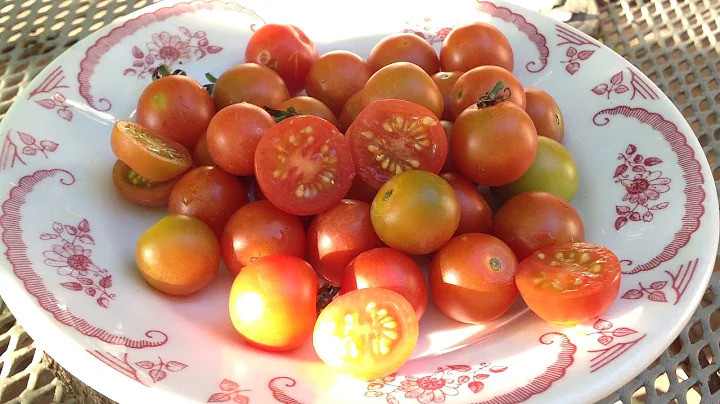 Iva's Red Berry Tomato:  Prolific And Early Cherry With  Fabulous Taste!