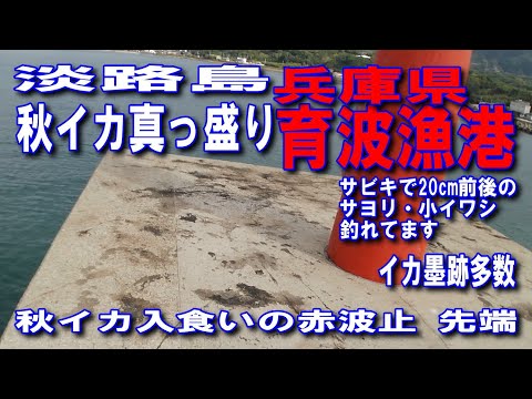 #96兵庫県淡路島育波漁港淡路島秋イカ真っ盛り赤灯台先端秋イカ入食いイカ墨跡だらけの赤灯台サビキで20cm前後のサヨリと子イワシ釣れてます移動が安全なテトラポット