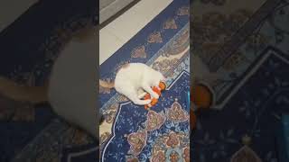 💕Cat fishing in sleep💕