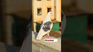 #kabutar🕊 #petlover #birds #anmals #pigeonbird #kabootarloft05 #pet #kabootar #pigeon #bird#ytshorts