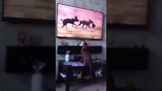 Баширушка смотрит телевизор/ киса/ читайте описание/Багира точка ком Баширушка смотрит телевизор/ киса/ читайте описание/Багира точка ком