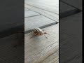 Ten lined June Beetle hissing