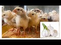 How to prevent asthma in chickens with garlic and lolot leaves