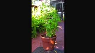 How to grow tomato plants  in a pot.