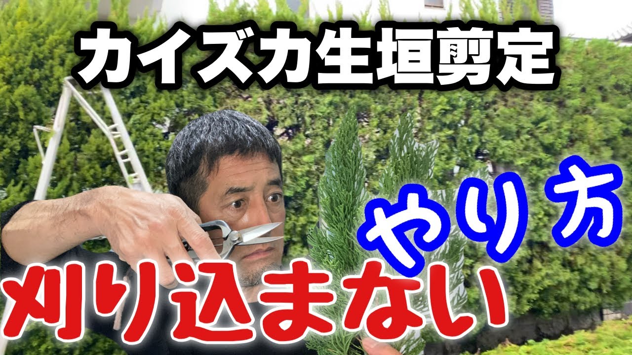 【生垣剪定】９割がやらない刈り込まないやり方（カイズカイブキ生垣剪定）