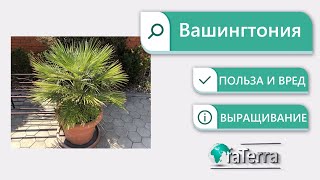 Пальма Вашингтония – уход в домашних условиях. Веерная пальма.