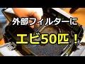 外部フィルターにエビ50匹閉じ込められていた!【エーハイムプロフェッショナルメンテナンス】