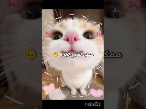 اشتراك بالقناة يلا تفاعلو حتى نسوي ترند 