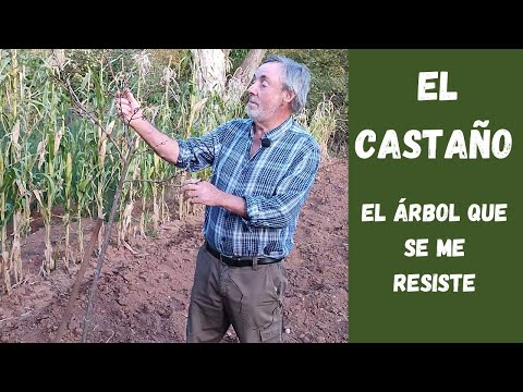 Video: Cultivo de castaños de Indias - Consejos para el cuidado de los castaños de Indias