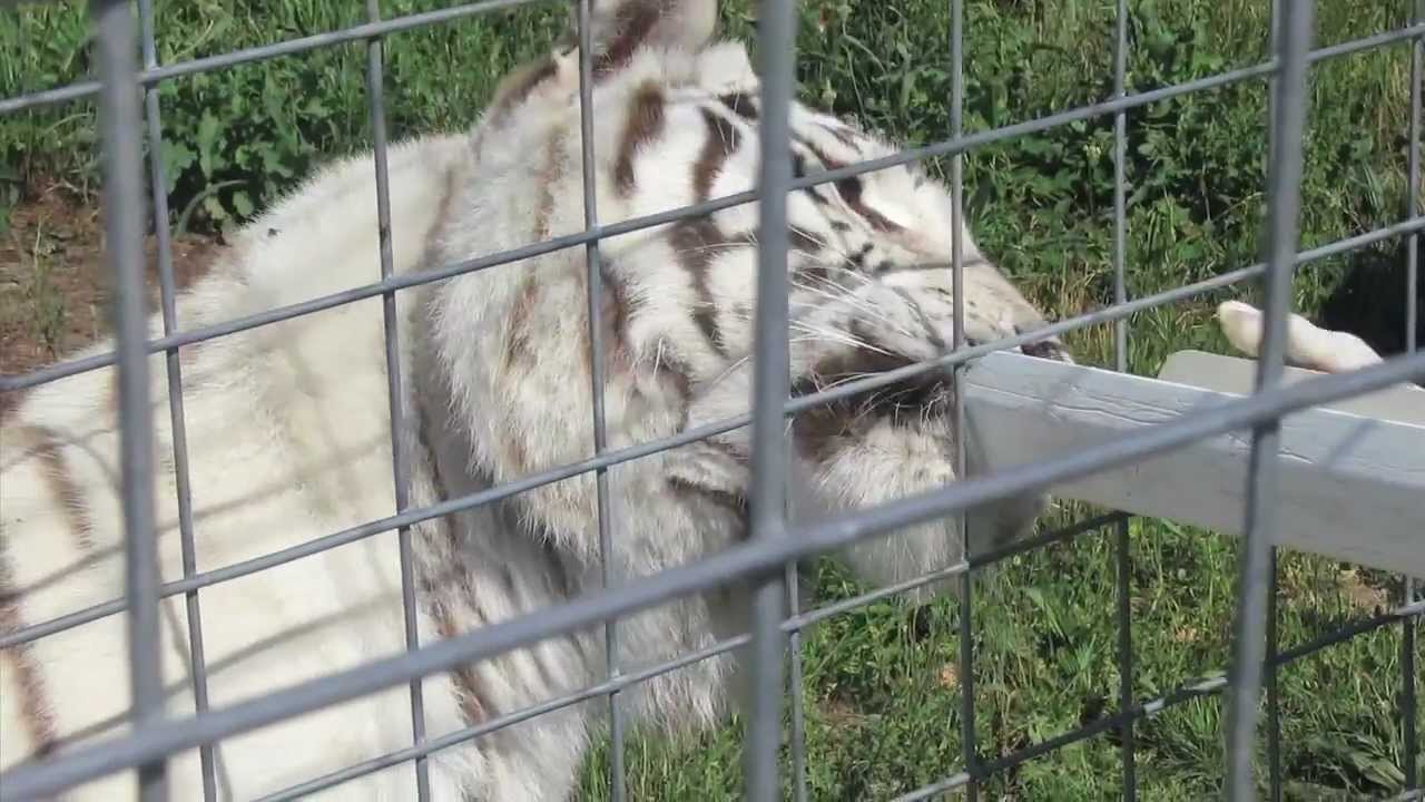 National Tiger Sanctuary, Branson, MO