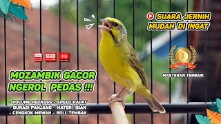 Mozambik GACOR‼️ Cocok untuk Masteran dan Materi ISIAN KENARI #02