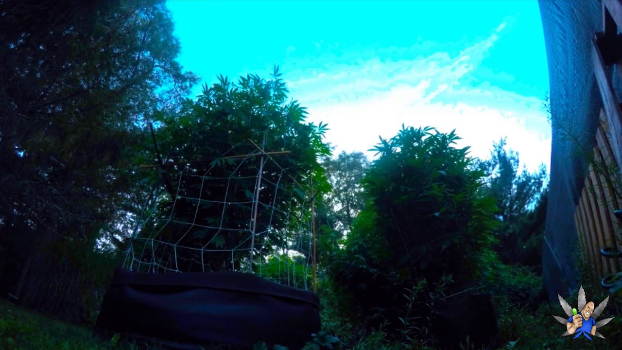 CannaLapse 500 gal smart pot sun set.