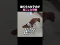 捨てられた子犬が起こした奇跡。#子犬の奇跡, #捨て犬, #感動ストーリー, #奇跡の回復, #動物感動, #保護犬, #命の物語, #泣ける話, #優しい世界, #犬好きと繋がりたい,