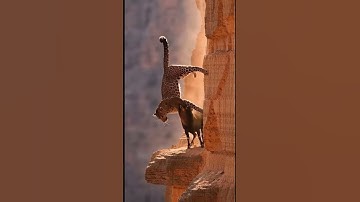 Life Leopard🙏Goat Ep756 #shortsvideo #goat #leopardadventure #viralvideo #leopard #goatclimbing 🦾🐾