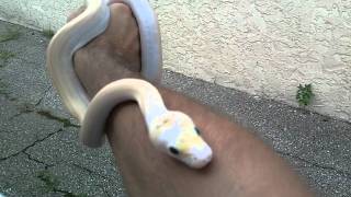 Video 4: Ivory Retic