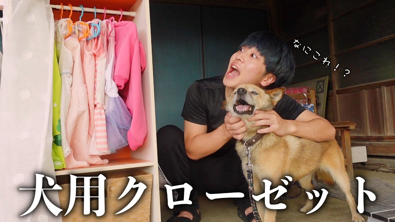 100均diy カラーボックスを犬用クローゼットにリメイク Youtube