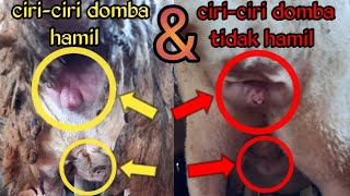 Perlu tau‼️ Perbedaan domba hamil & tidak hamil