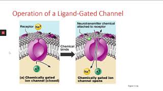 BIOL 2113 Video Lecture: Chapter 11 #2