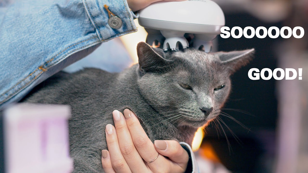 Giving My Russian Blue Cat the Best Head Massage