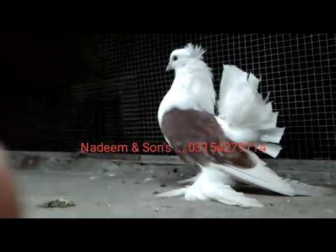 Big Jumbo Saddle American Fantail Pigeon Male For Sale Huge Size Indian Fantail Breeding Setup Pair Youtube