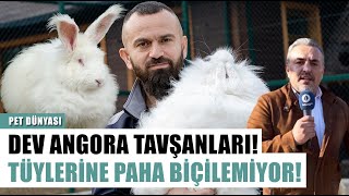 Dev Angora Tavşanları! Tüylerine Paha Biçilemiyor | Pet Dünyası