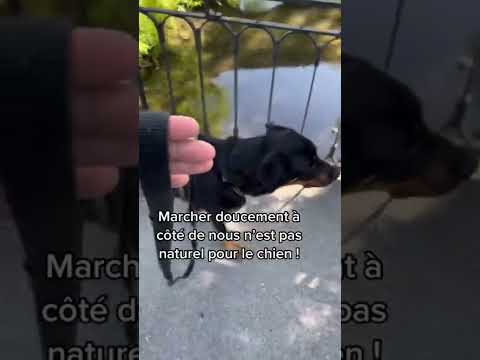 Vidéo: Harnais de formation pour les chiens craintifs