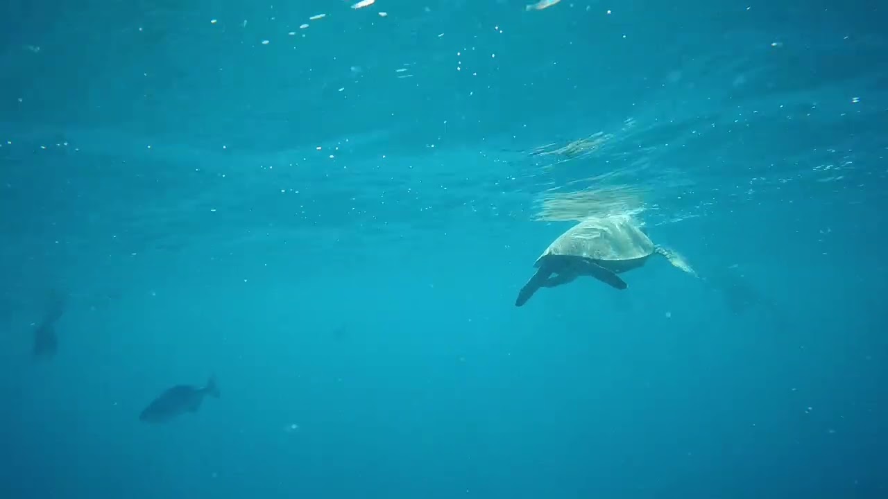 Nadando con tortugas en waikiki