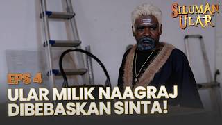 Ular Milik Naagraj Dibebaskan Oleh Sinta & Raju | SILUMAN ULAR | EPS.4