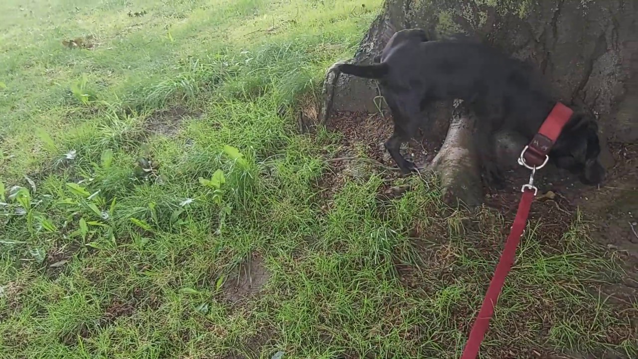 Spitz Vs. Terrier Japanese Spitz Patterdale Fell terriers. Loud vs