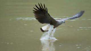 Grey-headed fish eagle