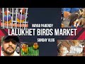 Lalukhet Sunday Birds Market 2025 latest Update | lalukhet Birds Market 2025  @SHAHABARIF2 
