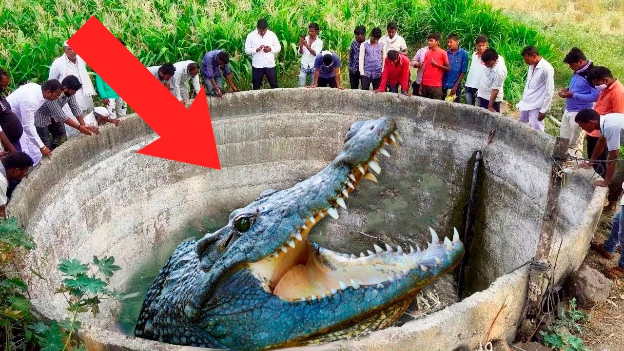 TOP 5 LARGEST CROCODILES In The World!