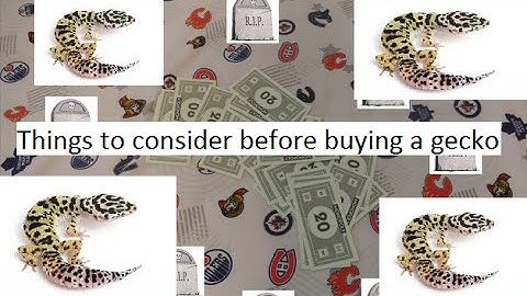 5 things to consider before getting a Leopard Gecko