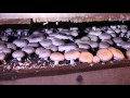 Mountain View Mushrooms | Mushroom Cultivation | Mushroom Production | Utah Farming Business