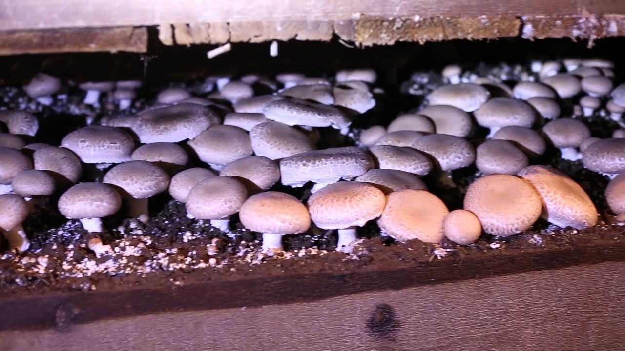 My favorite fungus, Mountain View Mushrooms