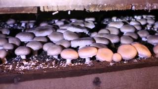 Mountain View Mushrooms | Mushroom Cultivation | Mushroom Production | Utah Farming Business