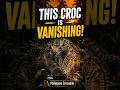 This Crocodile Looks Deadly… But It’s the One Disappearing! #shorts