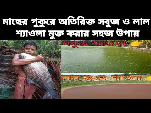 ভিডিও: মাছের স্ট্রেসের প্রভাব