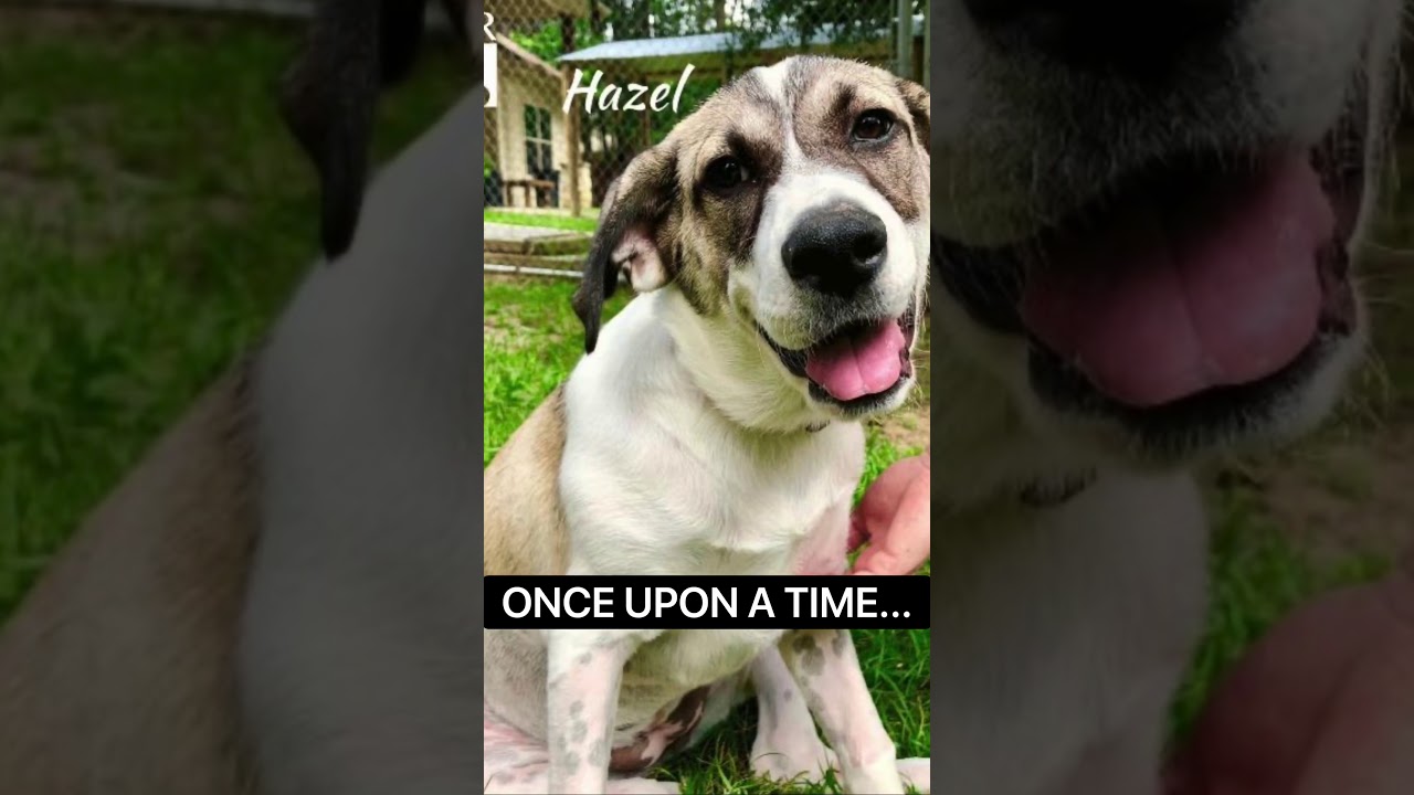 aar dog registration